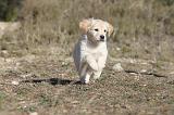 GOLDEN RETRIEVER 513